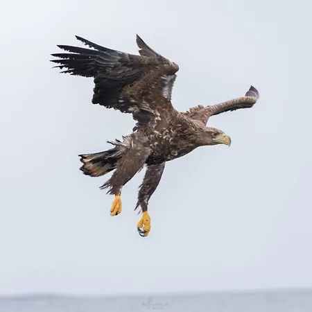 샬레 Eagle Panorama Lofoten