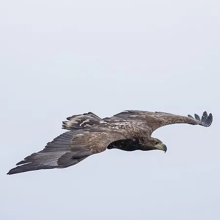 샬레 Eagle Panorama Lofoten *